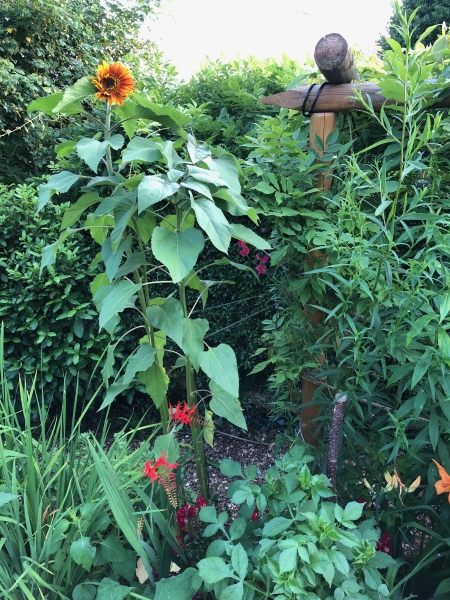 Terrace House Garden